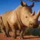 Planet Zoo
