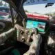 Forza Motorsport